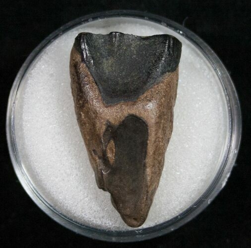 Triceratops Shed Tooth - Montana #10407